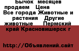 Бычок 6месяцев продаем › Цена ­ 20 000 - Все города Животные и растения » Другие животные   . Пермский край,Красновишерск г.